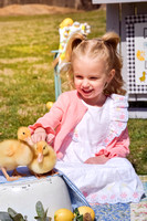 Audrey1baby ducks